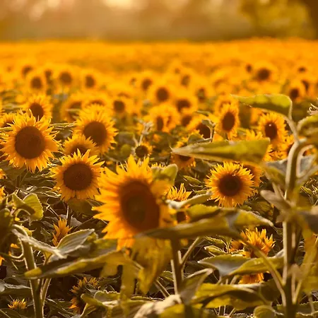 Σπίτι διακοπών La Vela Estartit