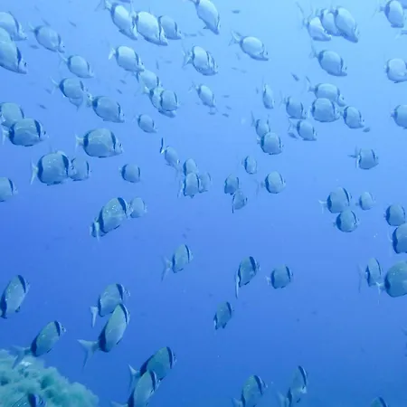 La Vela Estartit * أولاستارتيت